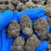 BCG Hybrid Cannabis Strain