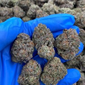 BCG Hybrid Cannabis Strain