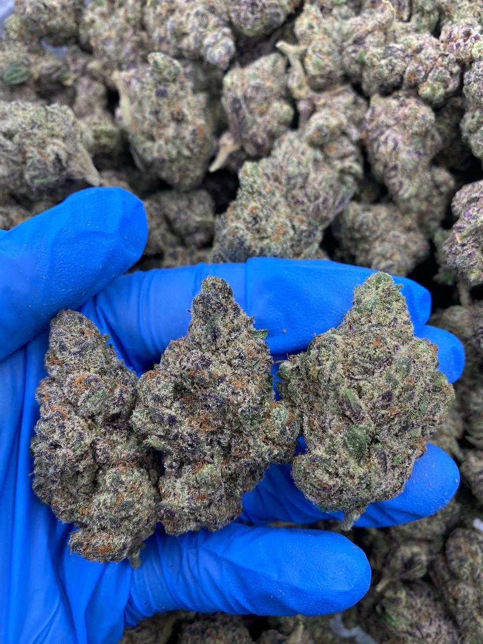 Biscotti Cannabis Strain