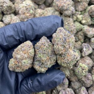 Blue Dream Sativa-Dominant Hybrid Cannabis Strain