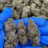 Gelato Cannabis Strain: Hybrid Varieties