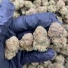 Gumbo Cannabis Strain