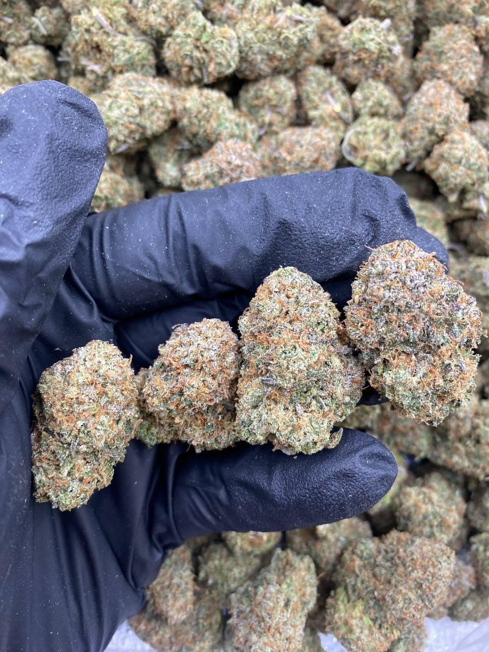 Gumbo Cannabis Strain
