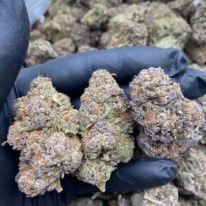 LCG (Lemon Cherry Gelato) Hybrid Cannabis Strain