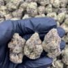 Lemon Drop Hybrid Cannabis Strain